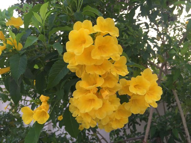 Imagen de los exteriores del Hotel Oyo 306 Paradise Park Laemchabang. Foto 14