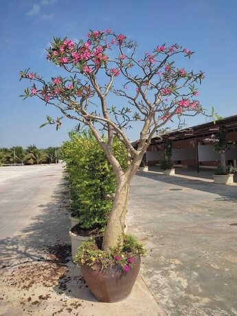 Imagen general del Hotel PUENG LUANG RESORT.. Foto 12