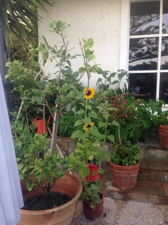 Imagen de los exteriores del Hotel Palm Beach Sudkreta. Foto 13