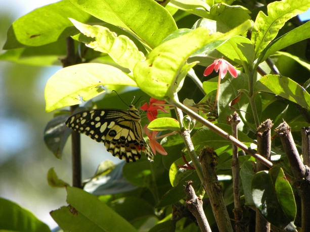 Imagen de los exteriores del Hotel Palm Court Residence. Foto 10