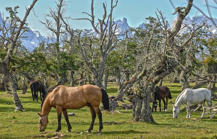 Imagen de los exteriores del Hotel Pampa Lodge Quincho y Caballos. Foto 13