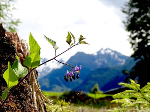 Imagen general del Hotel Panoramagasthof Hohe Brücke. Foto 2
