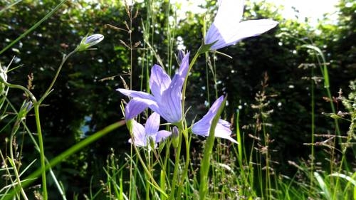 Imagen general del Hotel Panoramagasthof Hohe Brücke. Foto 21
