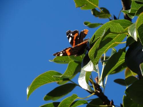 Imagen general del Hotel Panoramagasthof Hohe Brücke. Foto 25