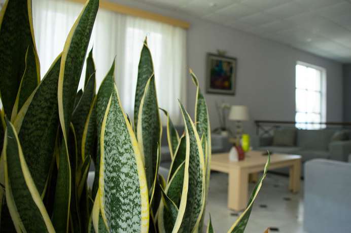 Imagen de los interiores del Hotel Paradise Beach, Argassi. Foto 15