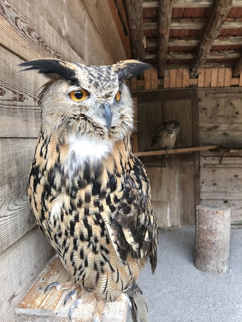 Imagen de los interiores del Hotel Park Des Dolomites. Foto 16