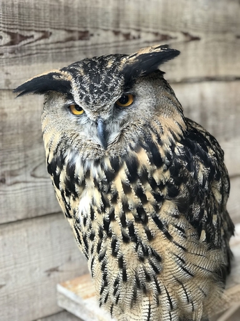 Imagen de los interiores del Hotel Park Des Dolomites. Foto 18