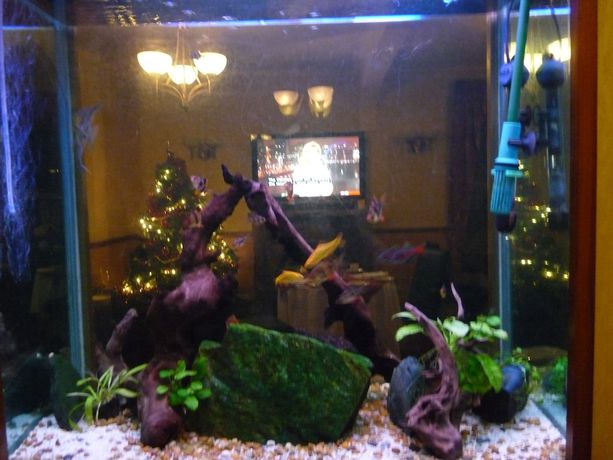 Imagen de los interiores del Hotel Park Dunoon. Foto 20