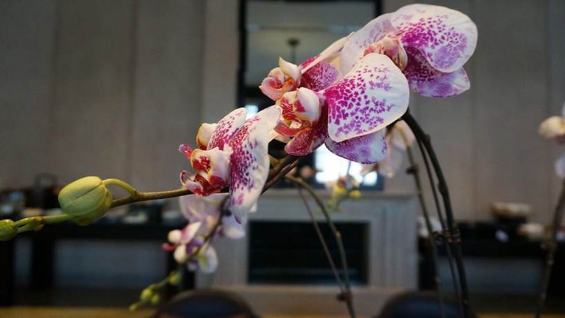 Imagen del bar/restaurante del Hotel Park Hyatt Changbaishan. Foto 5