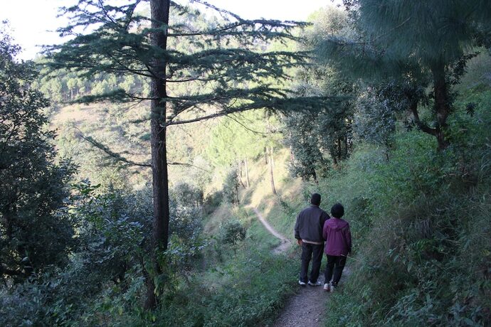 Imagen general del Hotel Park Woods Shoghi. Foto 13