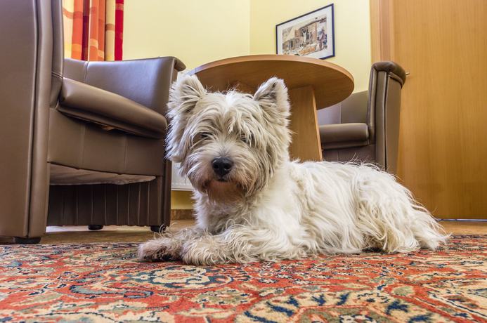 Imagen de la habitación del Hotel Pavilon. Foto 19