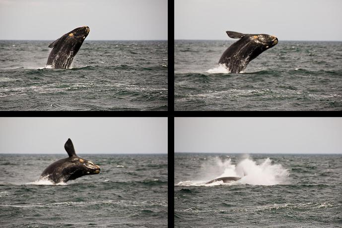 Imagen general del Hotel Península Valdés. Foto 3