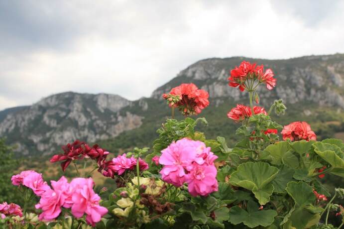 Imagen general del Hotel Pensiune Safrane. Foto 14