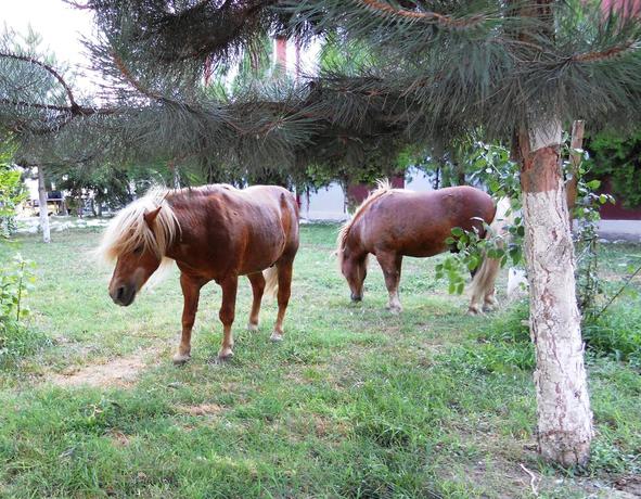 Imagen de los exteriores del Hotel Pensiunea Ada. Foto 10