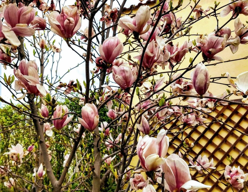 Imagen general del Hotel Pensiunea Magnolia. Foto 20