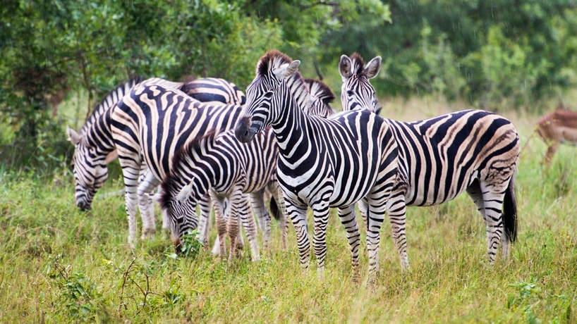 Imagen general del Hotel Pestana Kruger Lodge. Foto 5