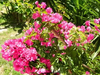 Imagen general del Hotel Petani Bay. Foto 41