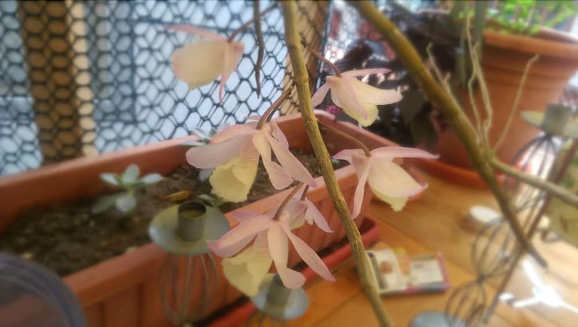 Imagen de los exteriores del Hotel Peter\'s hostel. Foto 8