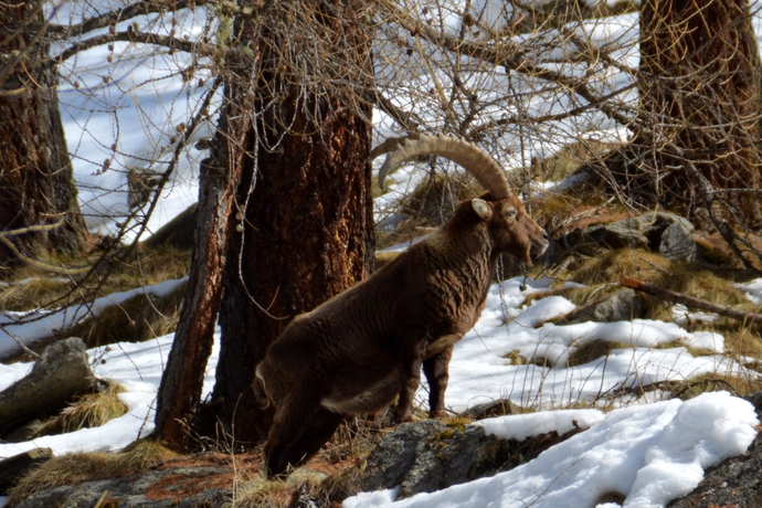 Imagen de los exteriores del Hotel Petit Dahu. Foto 10