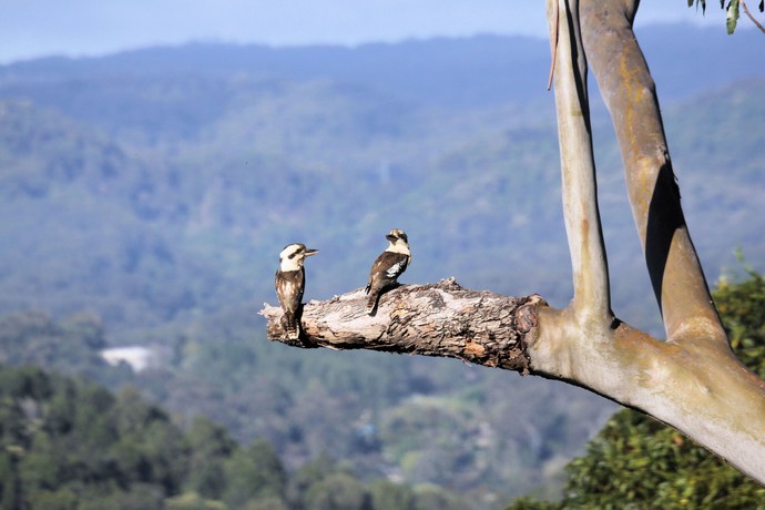 Imagen de los exteriores del Hotel Phoenix Eumundi Bed and Breakfast. Foto 11