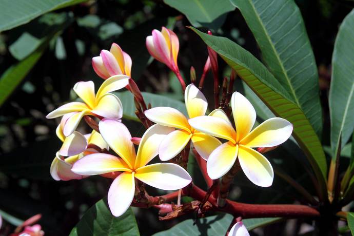 Imagen de los exteriores del Hotel Phoenix Eumundi Bed and Breakfast. Foto 14