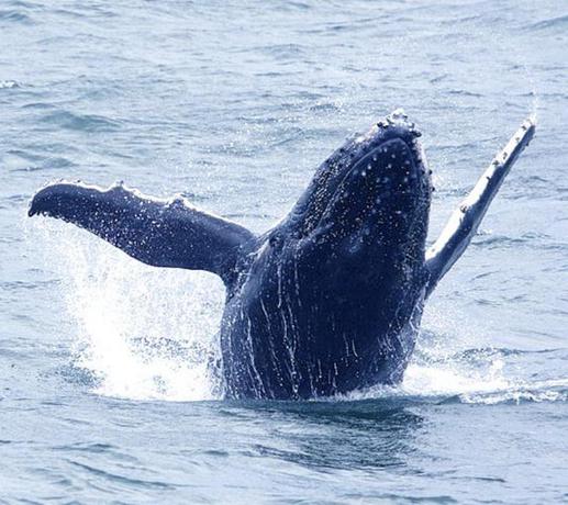 Imagen general del Hotel Pigeon House Motor Inn. Foto 9