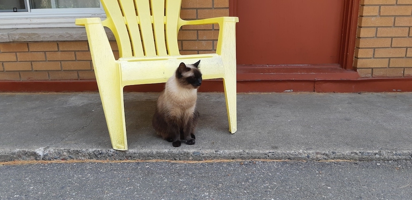 Imagen general del Hotel Pine Grove Motel. Foto 6