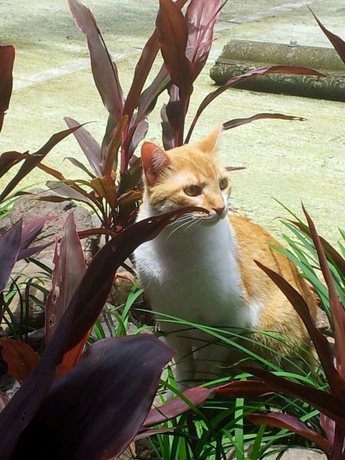 Imagen de los exteriores del Hotel Plaza Yara. Foto 7