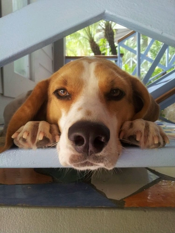 Imagen de los interiores del Hotel Plaza Yara. Foto 9