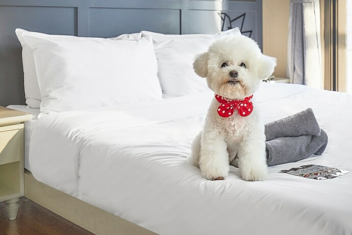 Imagen de la habitación del Hotel Poco Seongsu. Foto 17