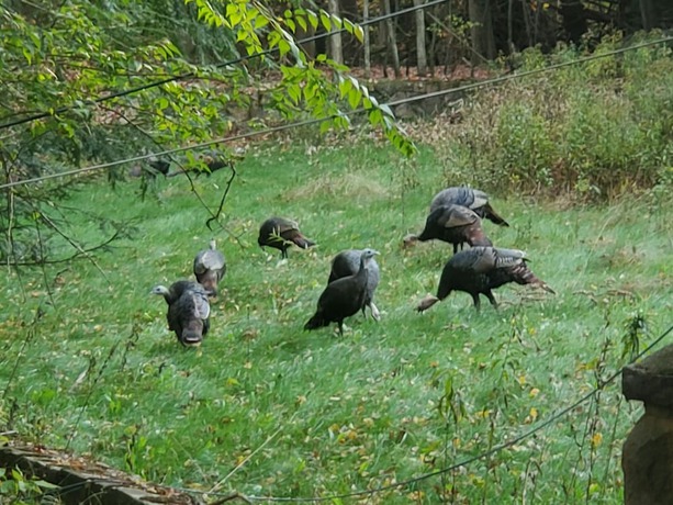 Imagen general del Hotel Pocono Mountains Hotel and Spa. Foto 8