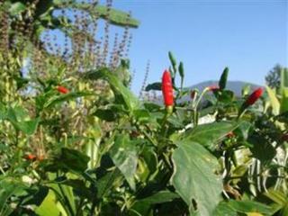 Imagen general del Hotel Pong Yang Farms And Resort. Foto 13