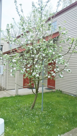 Imagen general del Hotel Portland Value Inn And Suites, Portland. Foto 2