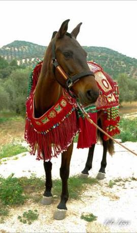 Imagen general del Hotel Posada de Jose Maria El Tempranillo. Foto 17