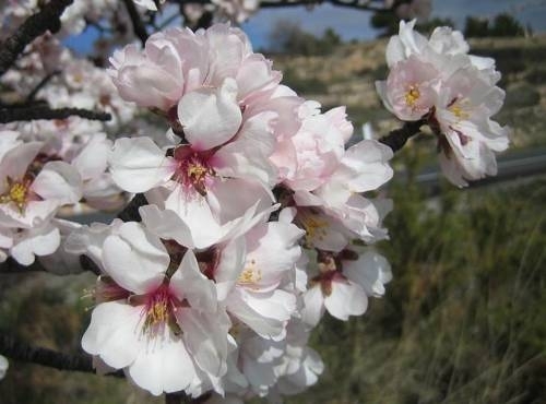 Imagen general del Hotel Pou De La Neu. Foto 9