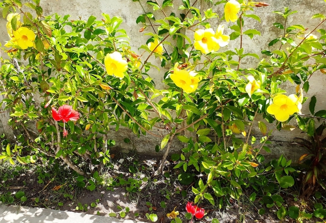 Imagen de los exteriores del Hotel Pousada Canto Da Ilha. Foto 14