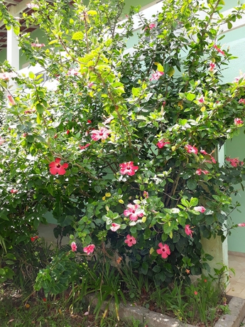 Imagen de los exteriores del Hotel Pousada Canto Da Ilha. Foto 15