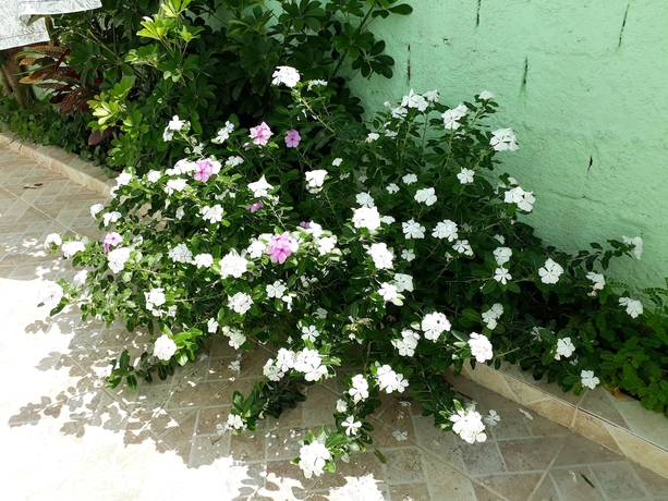 Imagen de los exteriores del Hotel Pousada Canto Da Ilha. Foto 16