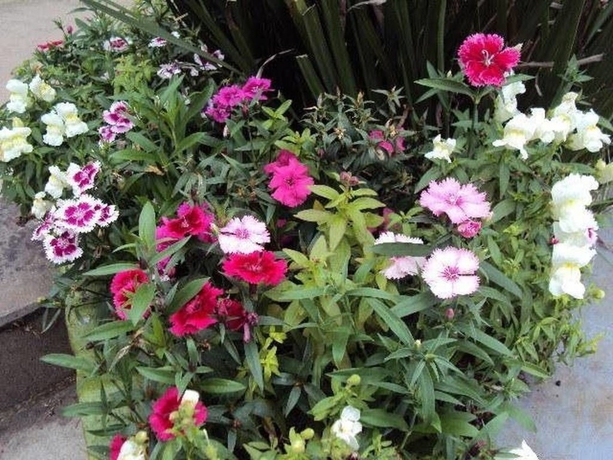 Imagen de los exteriores del Hotel Pousada Gardenia Guest House. Foto 13