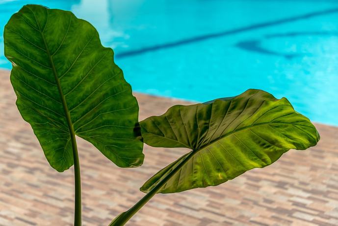 Imagen de la piscina del Hotel PrideInn Diani. Foto 19