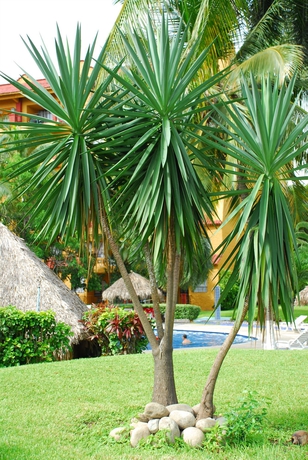 Imagen de los exteriores del Hotel Puerta Del Mar, Ixtapa Zihuatanejo. Foto 8