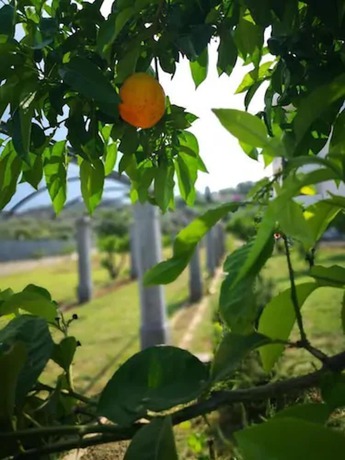 Imagen de los exteriores del Hotel Puglia Garden. Foto 15