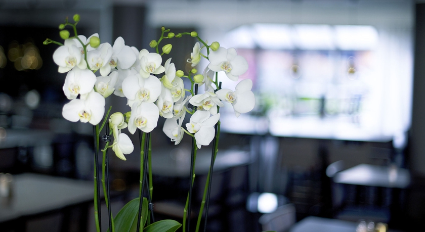 Imagen del bar/restaurante del Hotel Quality Winn Goteborg. Foto 3