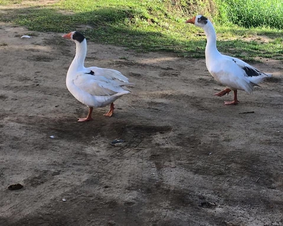 Imagen de los exteriores del Hotel Quinta Das Palmeiras. Foto 15