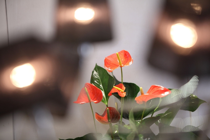 Imagen de los interiores del Hotel ROSABIANCA, Rimini. Foto 13