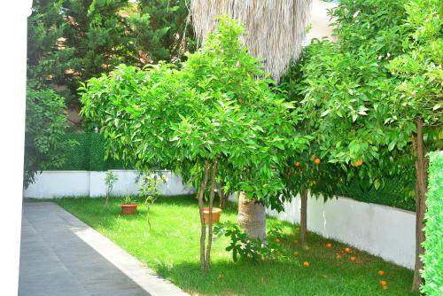 Imagen general del Hotel Rafael, Manavgat. Foto 13