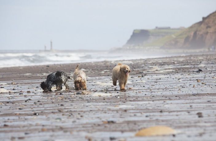 Imagen de los exteriores del Hotel Raithwaite Sandsend. Foto 5