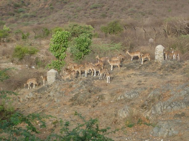 Imagen de los exteriores del Hotel Raj Niwas. Foto 19