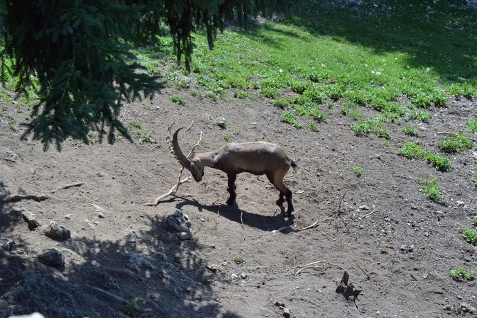 Imagen de los exteriores del Hotel Ramsauer Alm. Foto 15