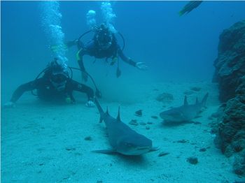 Imagen de los exteriores del Hotel Rancho Corcovado Lodge. Foto 15